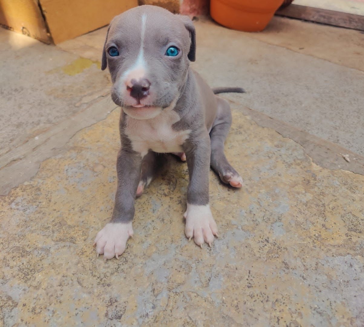 pitbull puppy for sale in ahmedabad