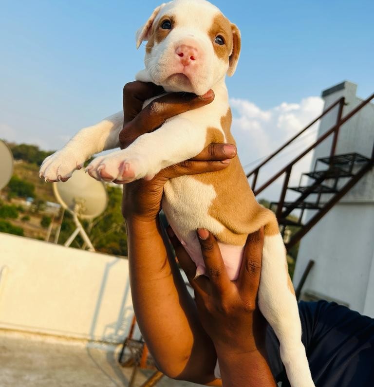 pitbull dog breeder in kolkata