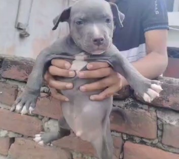 pitbull female puppies for sale in kolkata