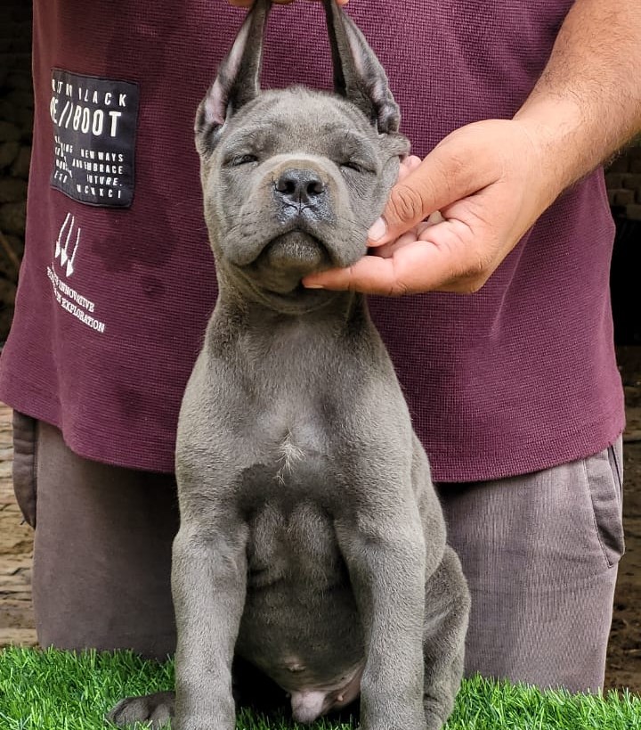 pitbull puppy for sale in hyderabad