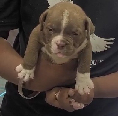 pitbull puppies for sale online in hyderabad