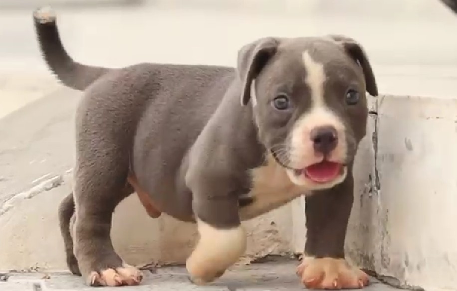 pitbull dog breeder in jaipur