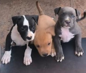 pitbull puppies for sale online in jaipur