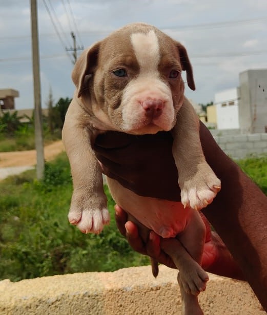 buy pitbull puppies in jaipur