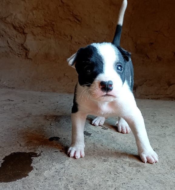 pitbull pet shop in jaipur
