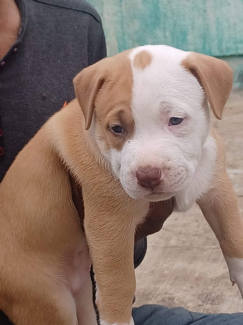 pitbull dog price in jaipur