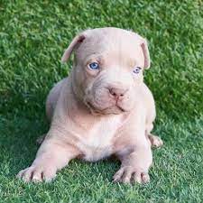 pitbull dog breeder in vizag