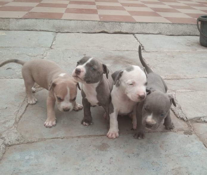 pitbull puppies for sale online in vizag