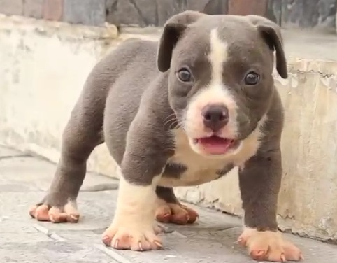 pitbull dog price in vizag