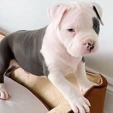 pitbull male puppy price in vizag