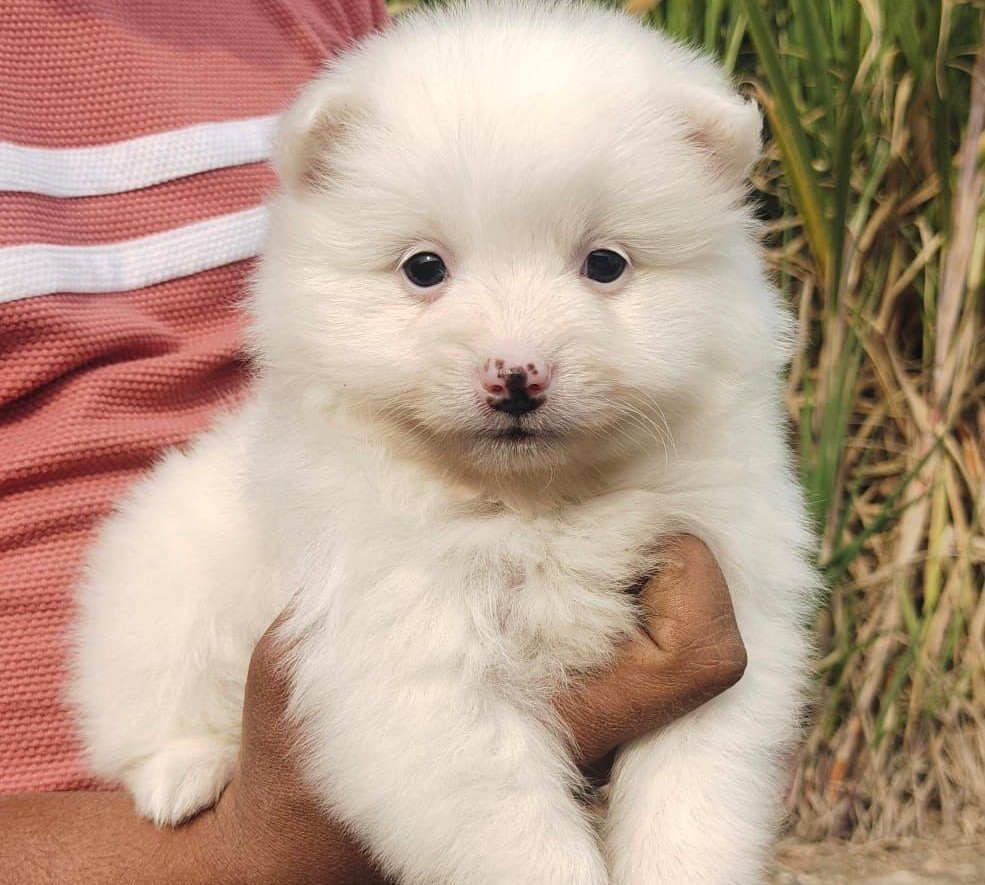 pomeranian puppies for sale online in mumbai 