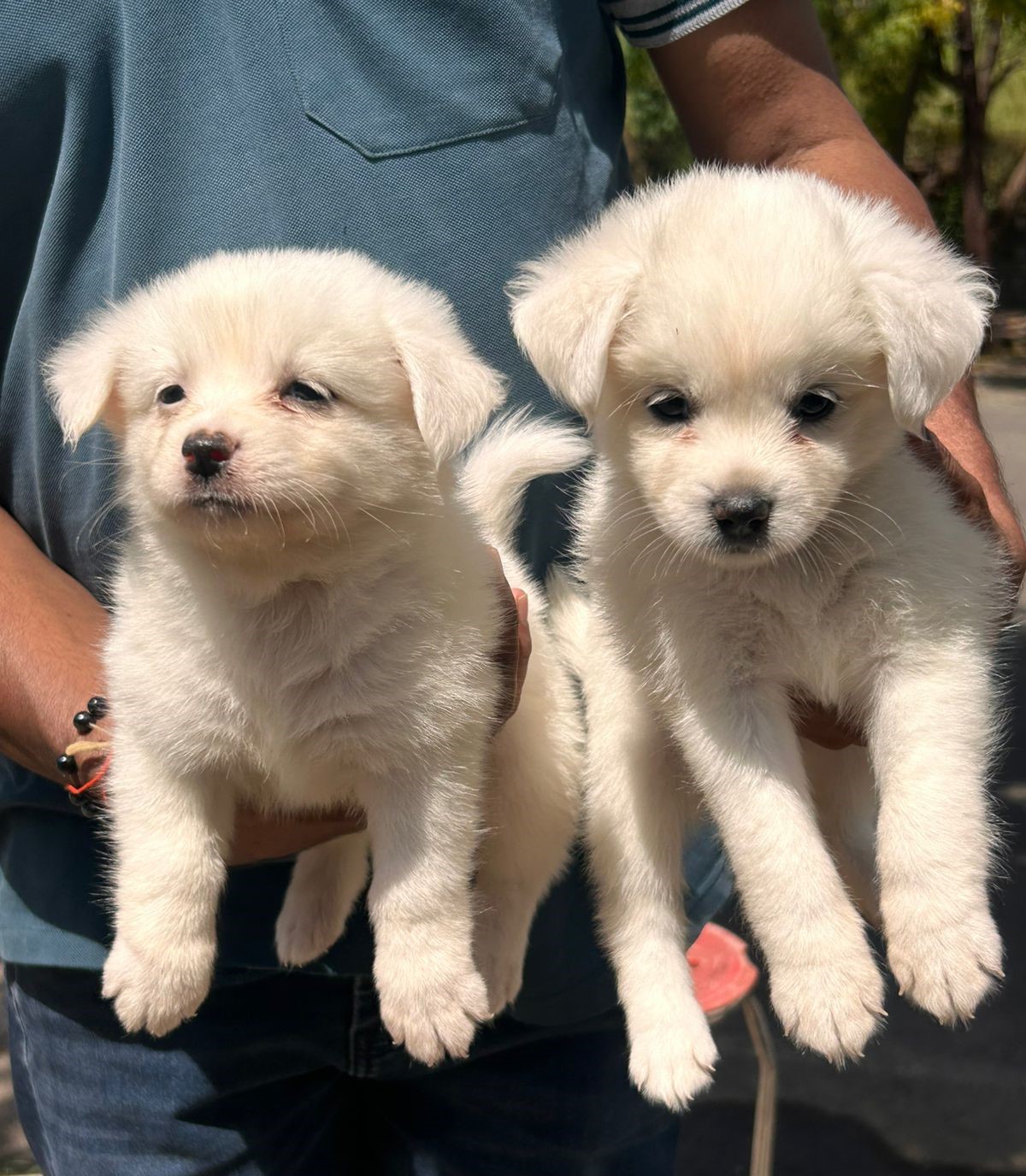 pomeranian dog breeder in mumbai