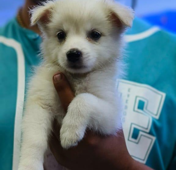 buy pomeranian puppies online in mumbai