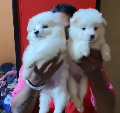 pomeranian puppy price in mumbai