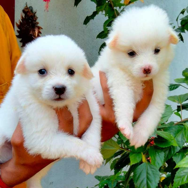 purebred pomeranian puppies price in mumbai