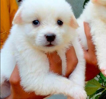 Pomeranian male puppy price in Bangalore