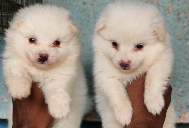 Pomeranian dog kennel in Bangalore