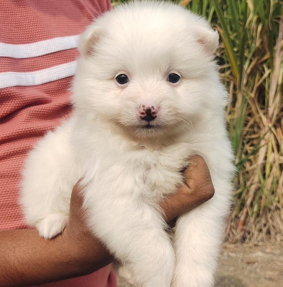 pomeranian dog price in pune