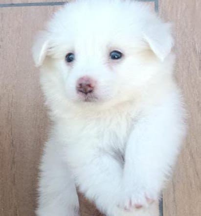 pomeranian puppy for sale at pune