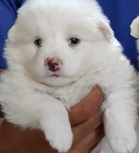 buy pomeranian puppies online in pune