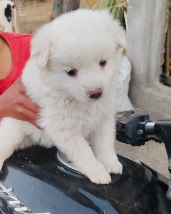 pomeranian dog breeder in ahmedabad