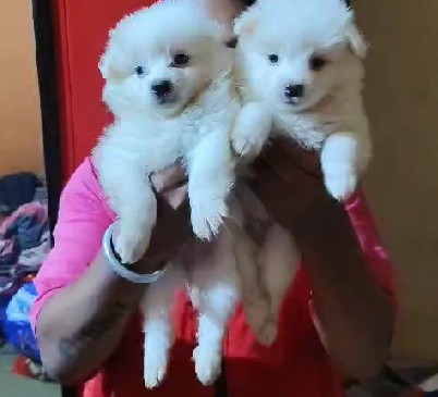 pure bred pomeranian puppy price in pune