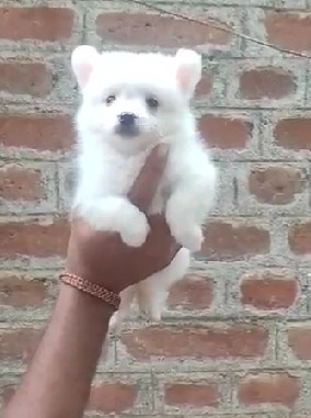 buy pomeranian puppies in ahmedabad