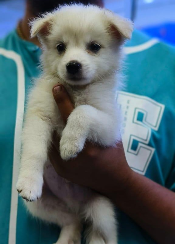 pomeranian puppies for sale online in ahmedabad