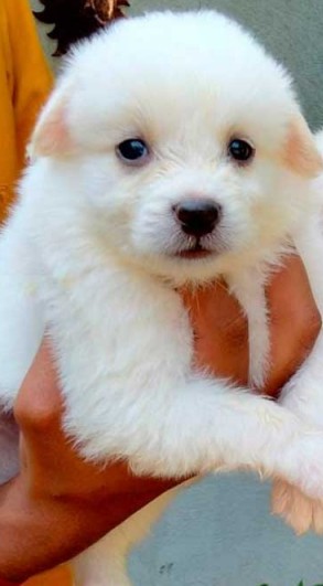 pure bred pomeranian puppies price in ahmedabad