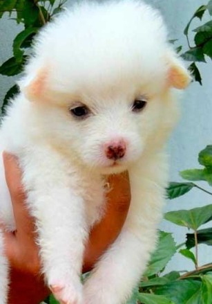 pomeranian dog price in ahmedabad