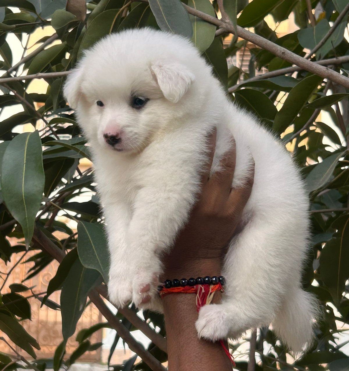 pomeranian puppies for sale online in kolkata