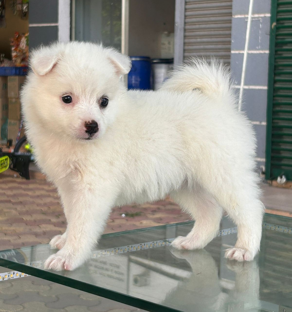 pomeranian dog price in kolkata