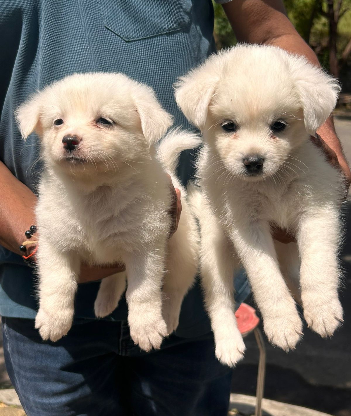 buy pomeranian puppies in kolkata