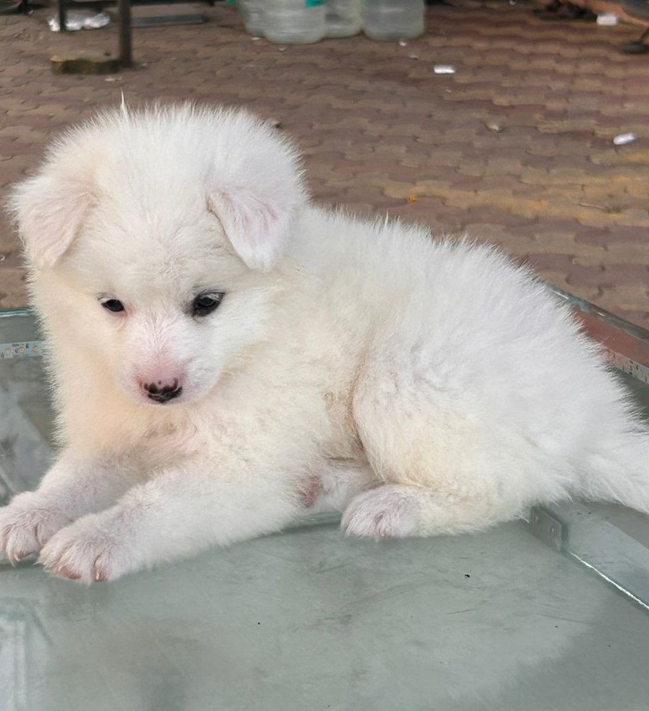 pomeranian pet shop in kolkata