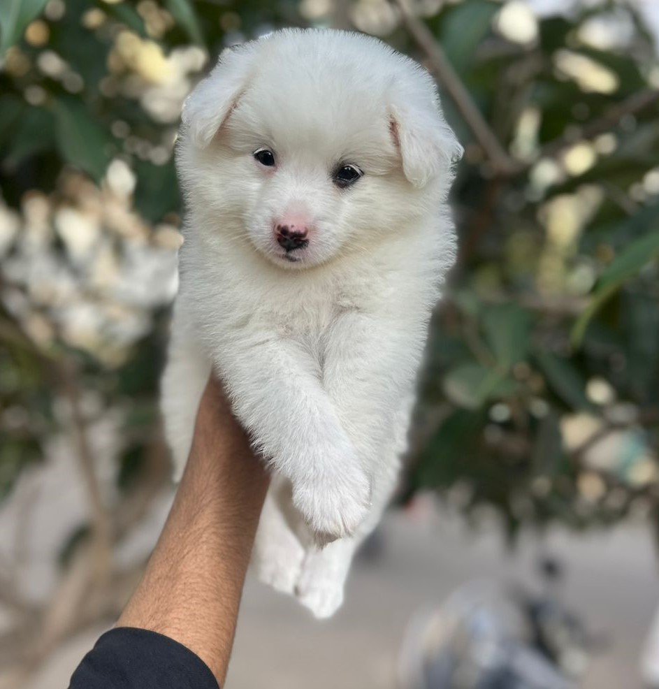 pomeranian puppy price in kolkata