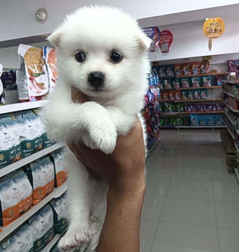 pomeranian dog price in hyderabad