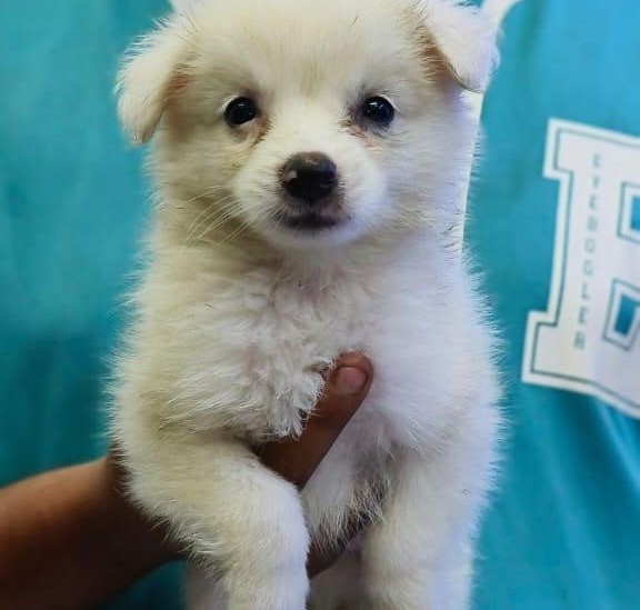 pomeranian dog breeder in hyderabad