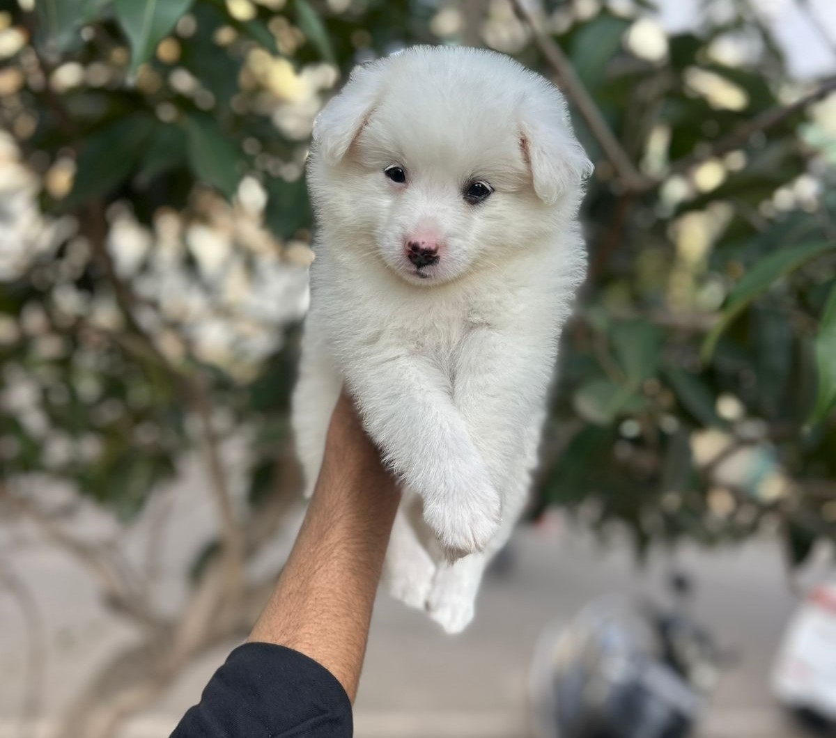 purebred pomeranian puppy for sale in hyderabad