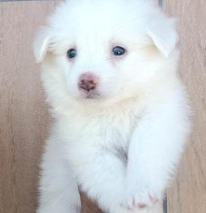 pomeranian puppy for sale in goa