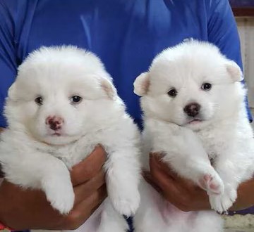 buy pomeranian puppy online in goa