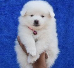 pomeranian puppies for sale online in goa