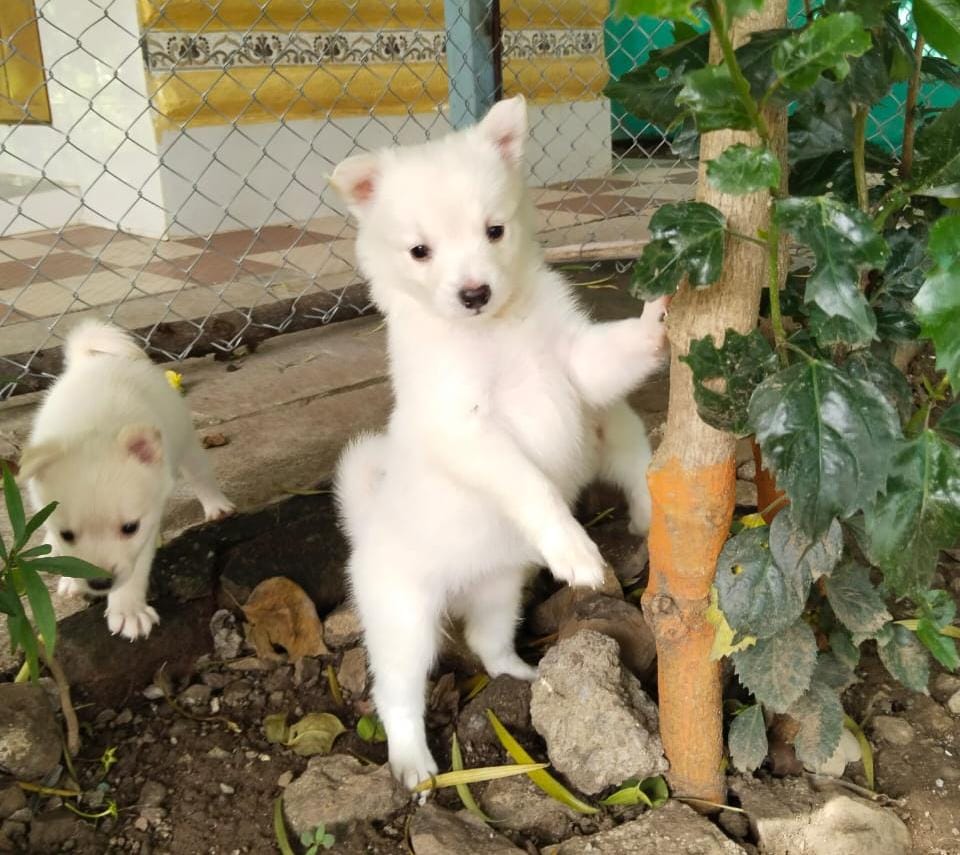 pomeranian puppy price in goa