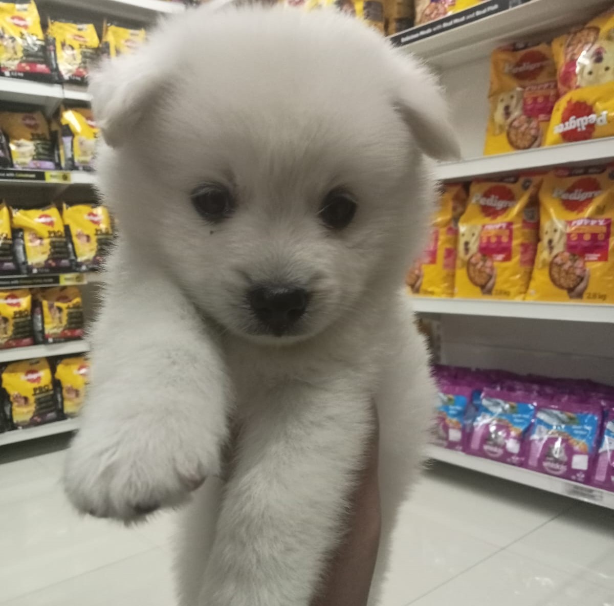 KCI registered pomeranian puppies for sale in goa