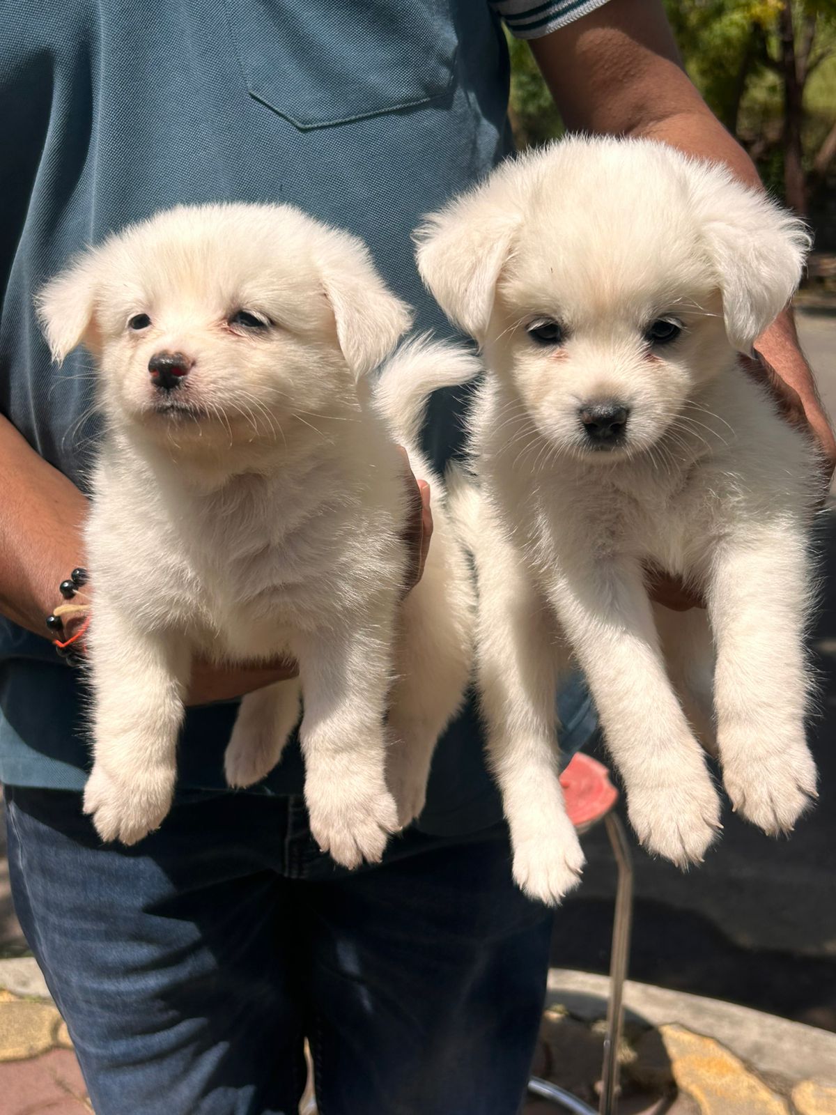 pomeranian puppies for sale online in jaipur