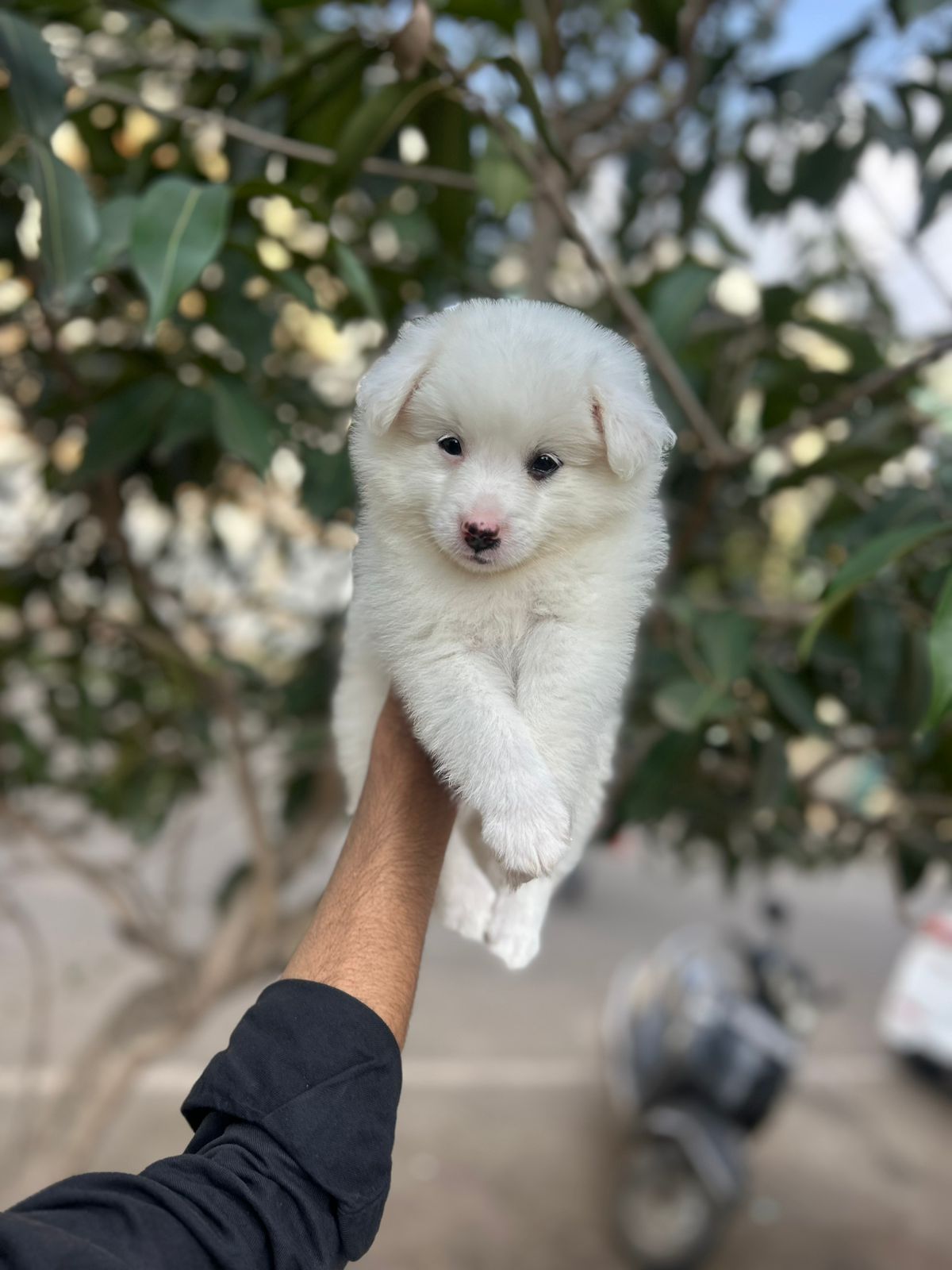 pomeranian dog breeder in jaipur
