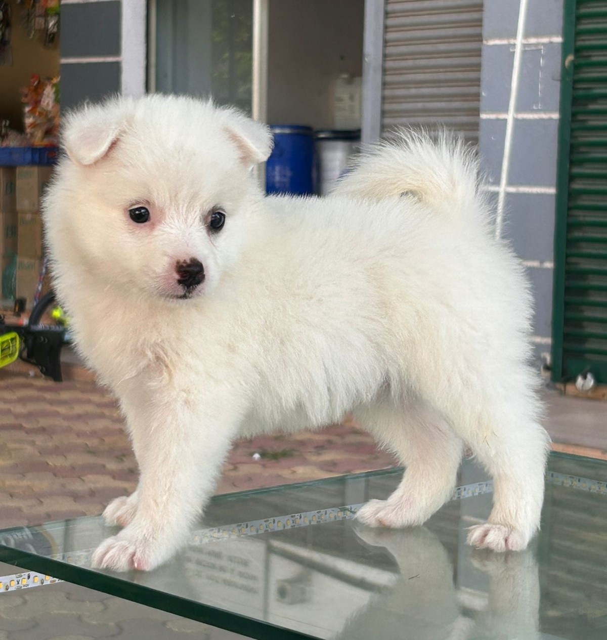 pomeranian dog price in jaipur