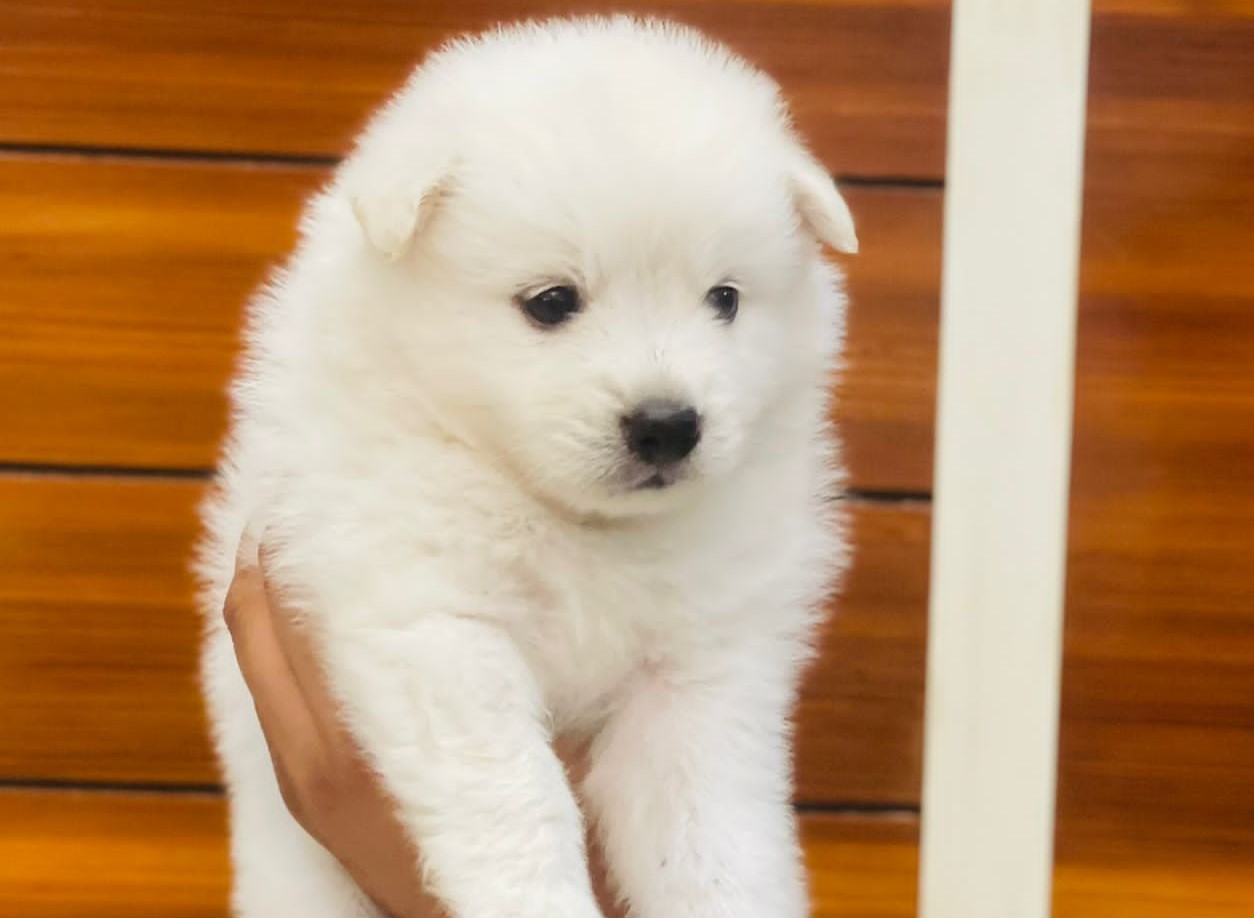 pomeranian pet shop in jaipur