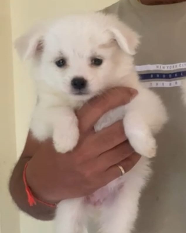 pomeranian puppies price in jaipur