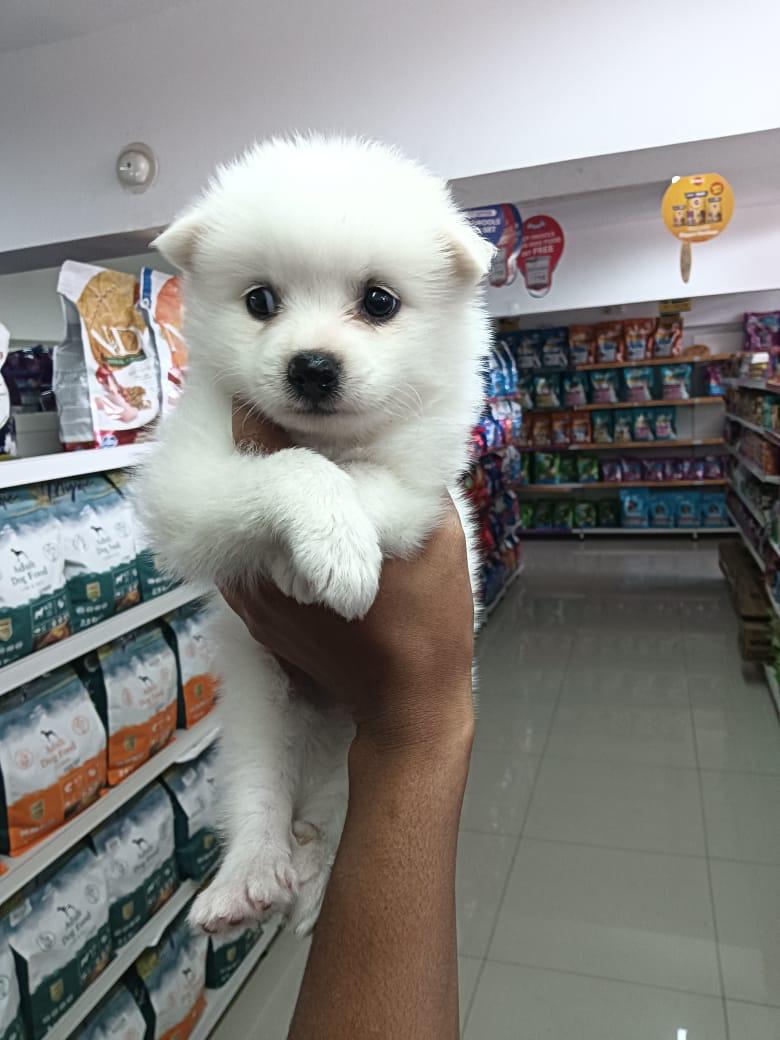 Pomeranian puppies for sale online in vizag