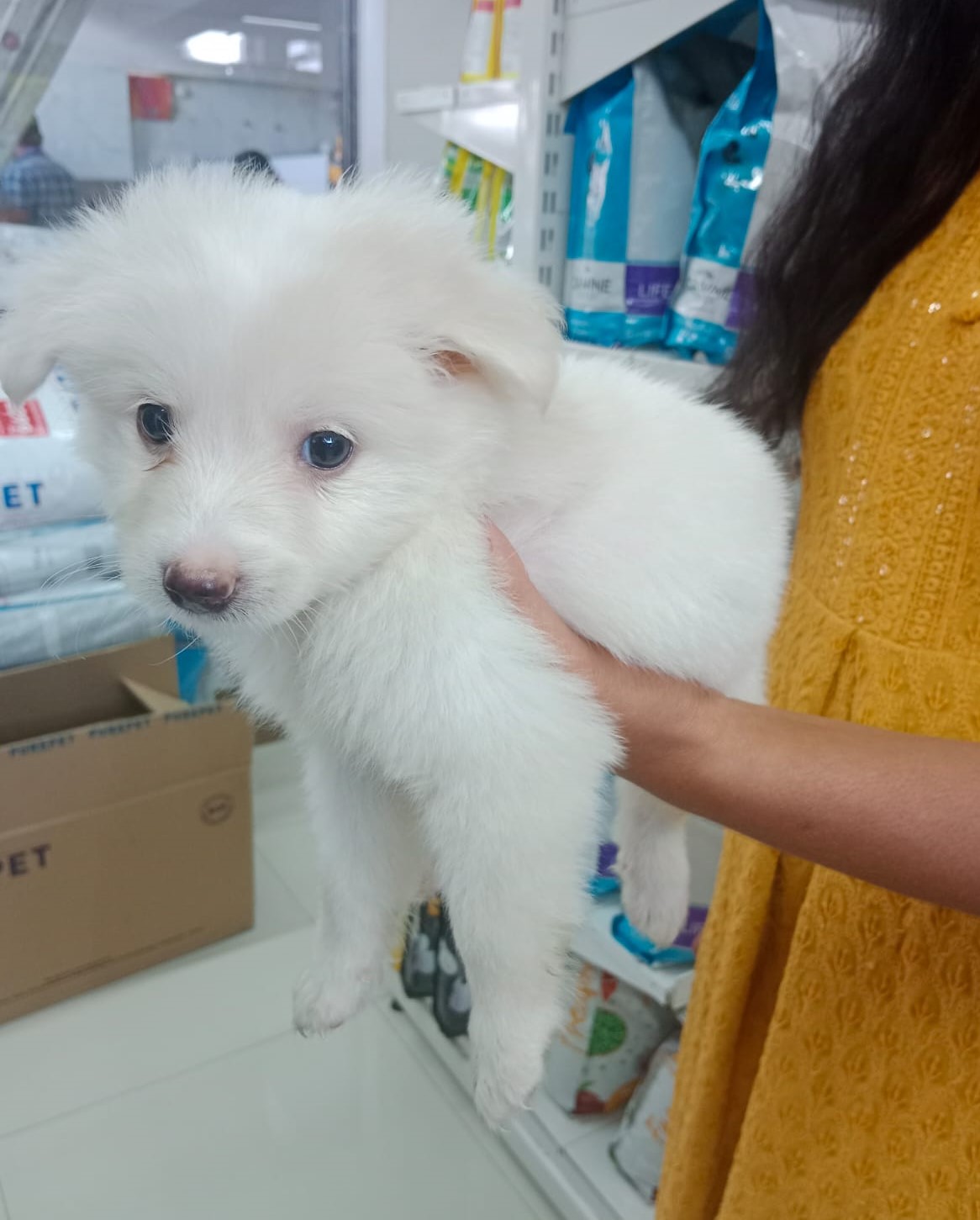 Pomeranian dog breeder in vizag